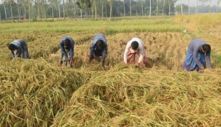 শ্রীমঙ্গলে আমন ধান ঘরে তুলতে ব্যস্ত সময় পার করছে কৃষকরা