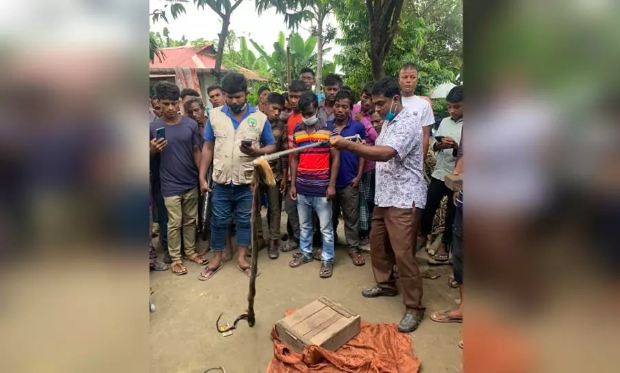 শ্রীমঙ্গলে সাপুড়ের বাড়ি থেকে কয়েক প্রজাতির সাপ উদ্ধার!