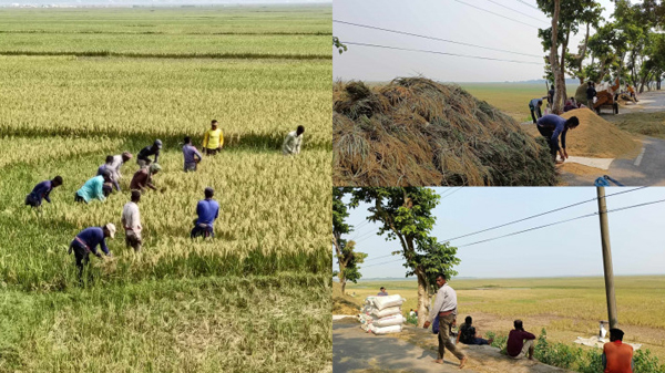 হাওরে বিশাল কর্মজজ্ঞে প্রচন্ড তাপদাহে দিশেহারা মানুষ