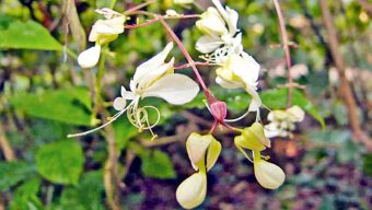 বুনো ফুল দিয়েং জুলকাহ