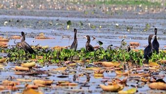 হাওরে ফিরল ২৫ বালিহাঁস
