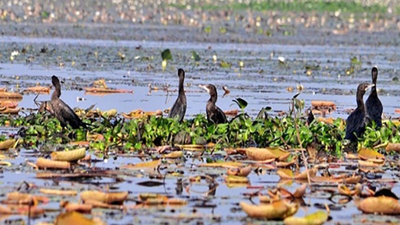 হাওরে ফিরল ২৫ বালিহাঁস